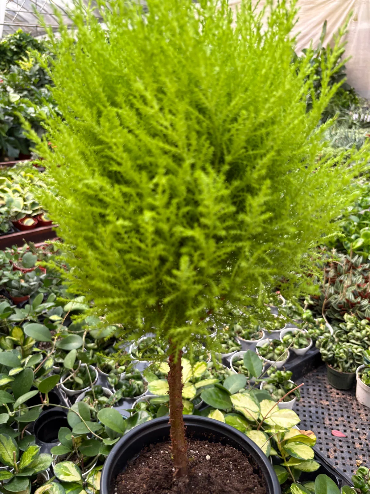 Cypress Lemon Topiary — additional view