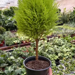Cypress Lemon Topiary — additional view