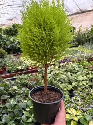 Cypress Lemon Topiary — additional view