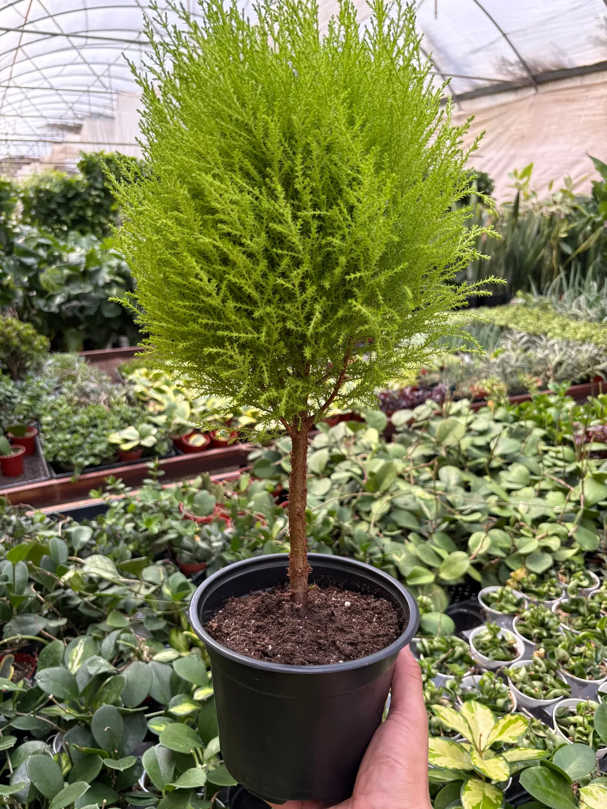 Cypress Lemon Topiary — additional view
