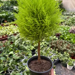 Cypress Lemon Topiary — additional view