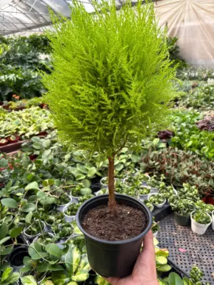 Cypress Lemon Topiary — additional view