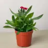 Dianthus Rose houseplant