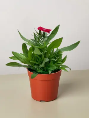 Dianthus Rose houseplant