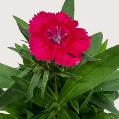 Dianthus Rose — additional view