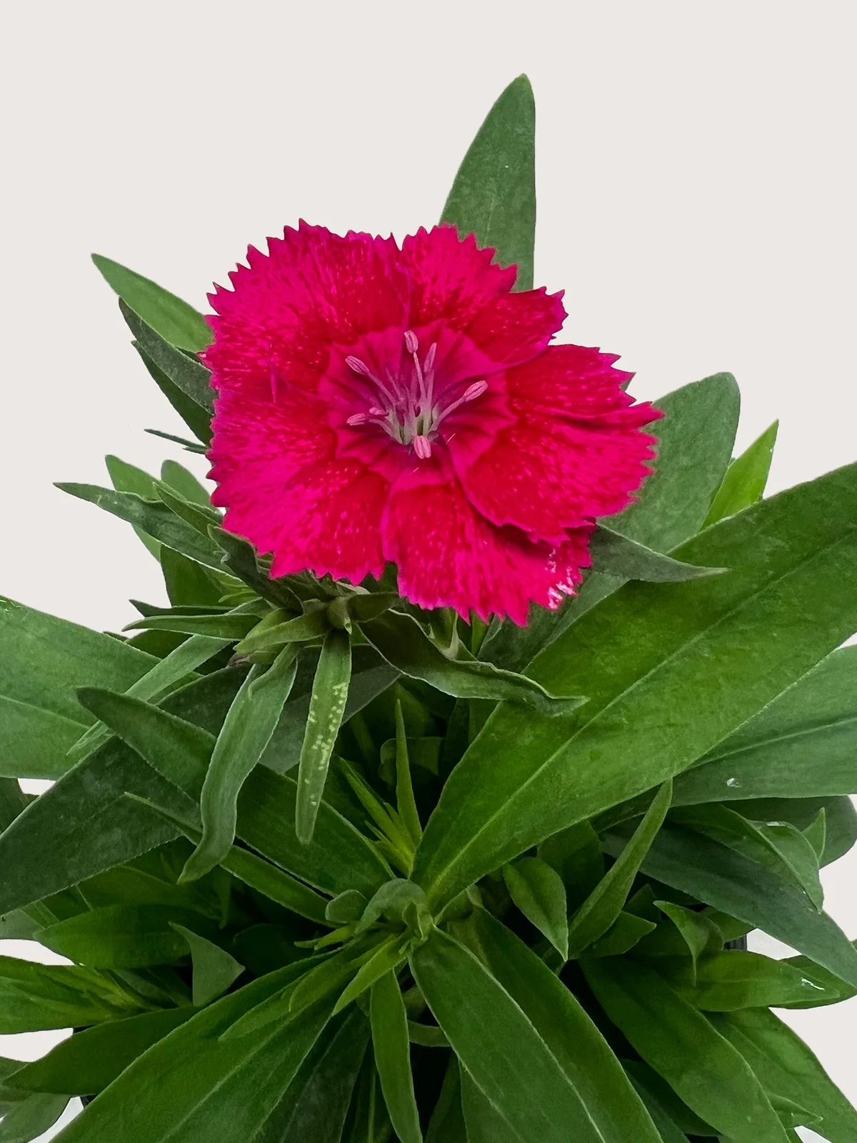 Dianthus Rose — additional view