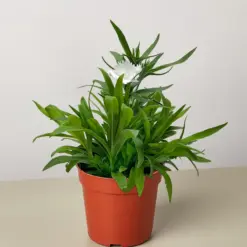 Dianthus Rose — additional view