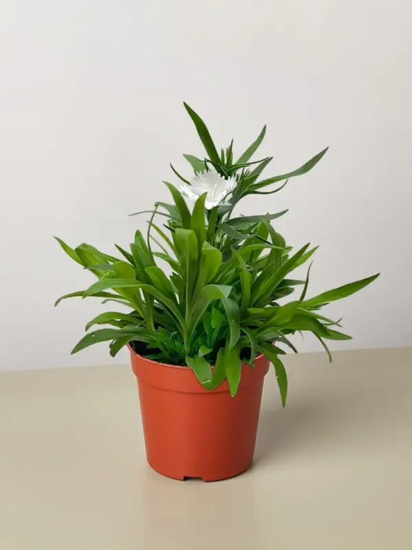 Dianthus Rose — additional view