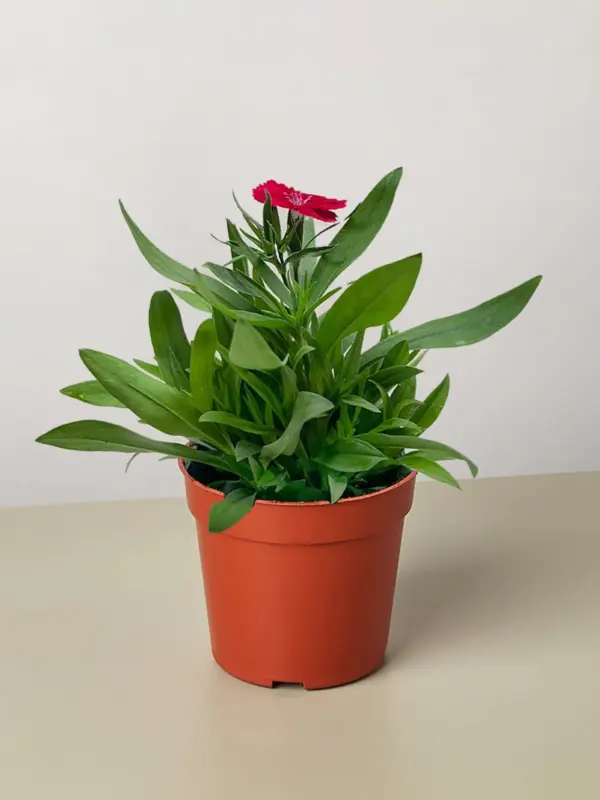 Dianthus White houseplant