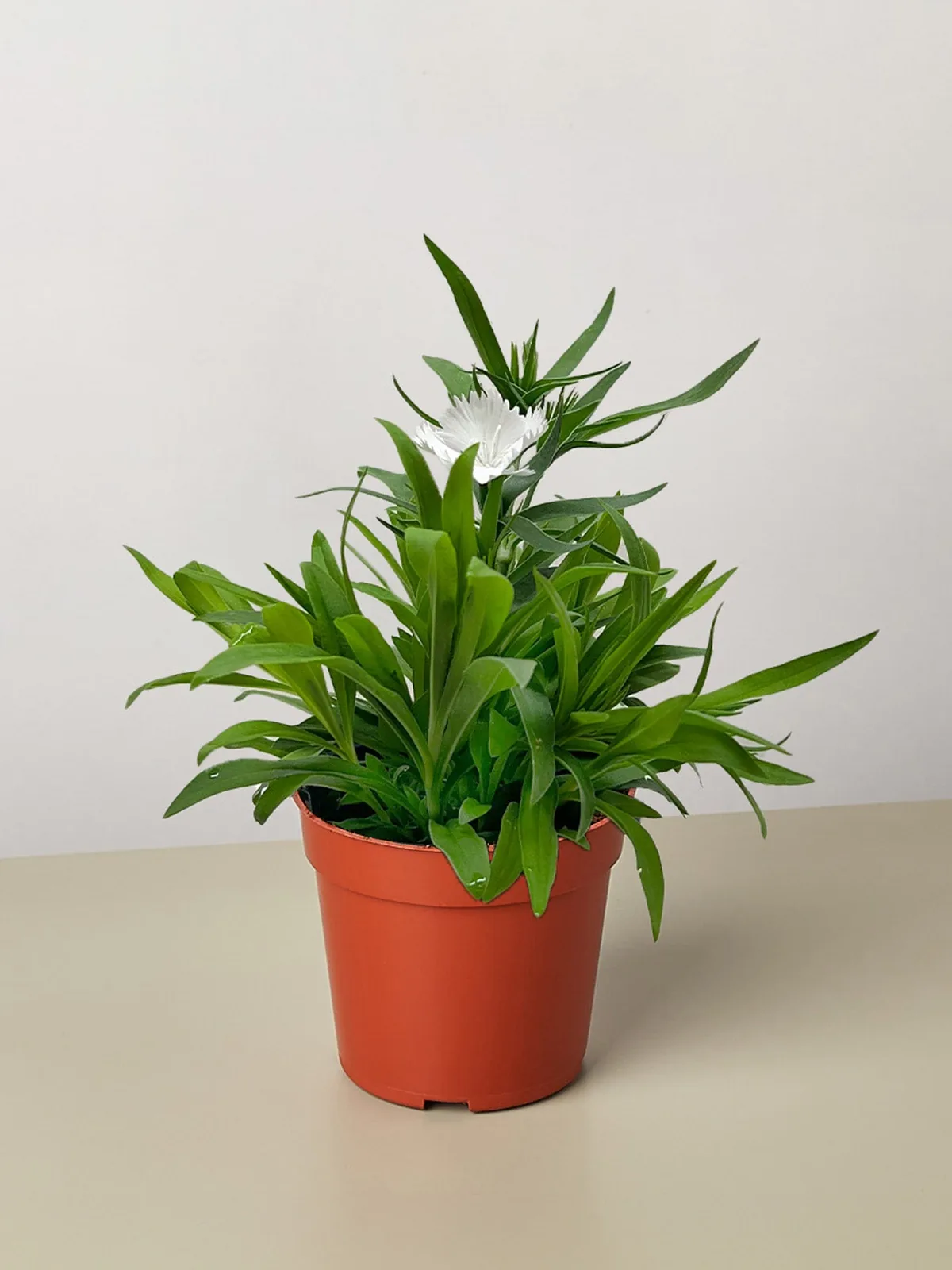 Dianthus White — additional view
