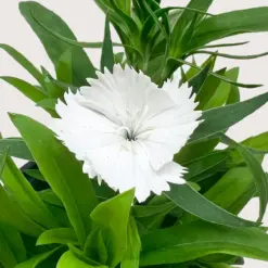 Dianthus White — additional view