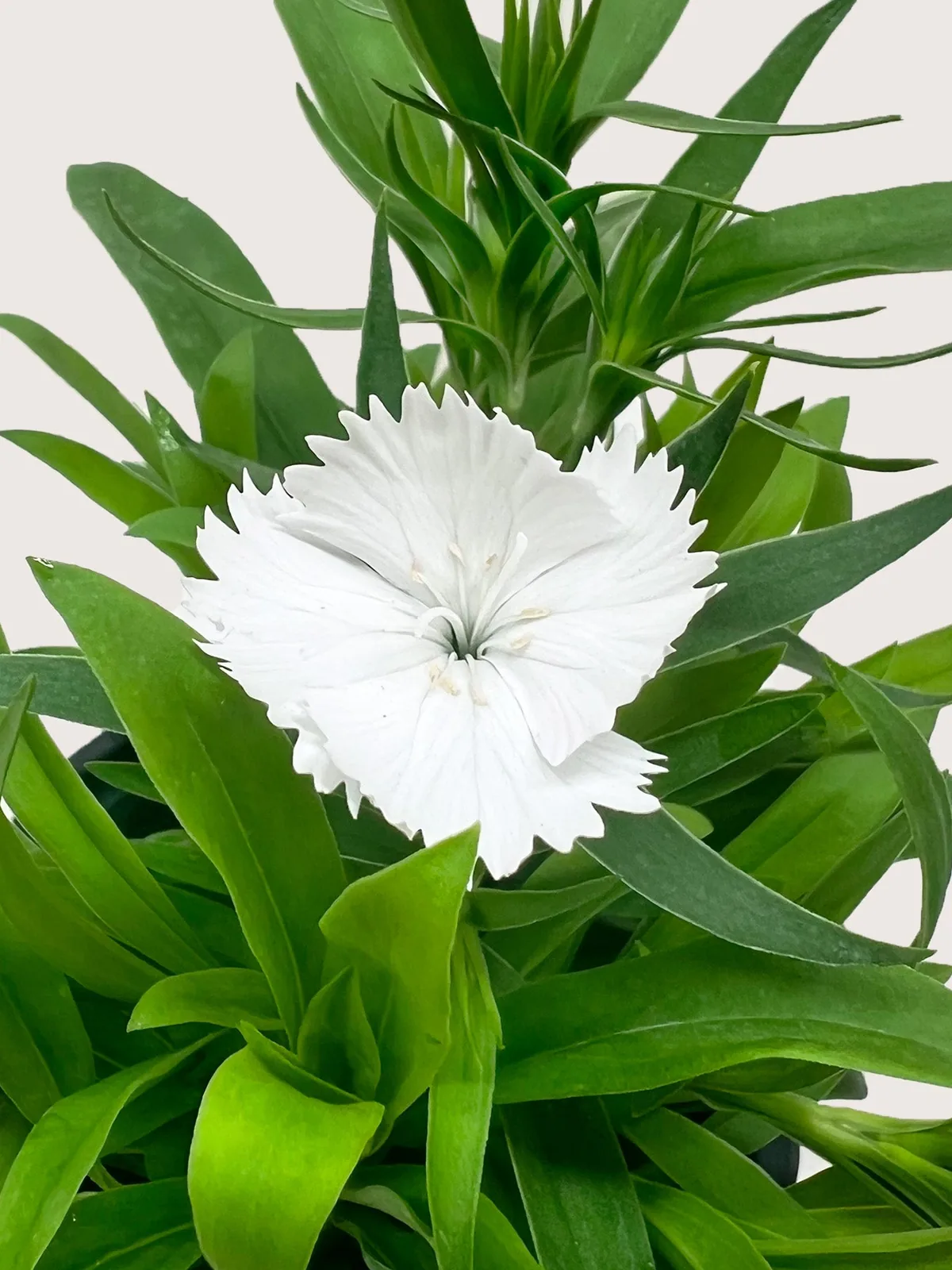 Dianthus White — additional view