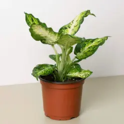 Dieffenbachia 'Amy' houseplant