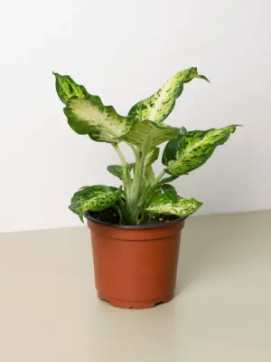 Dieffenbachia 'Amy' houseplant