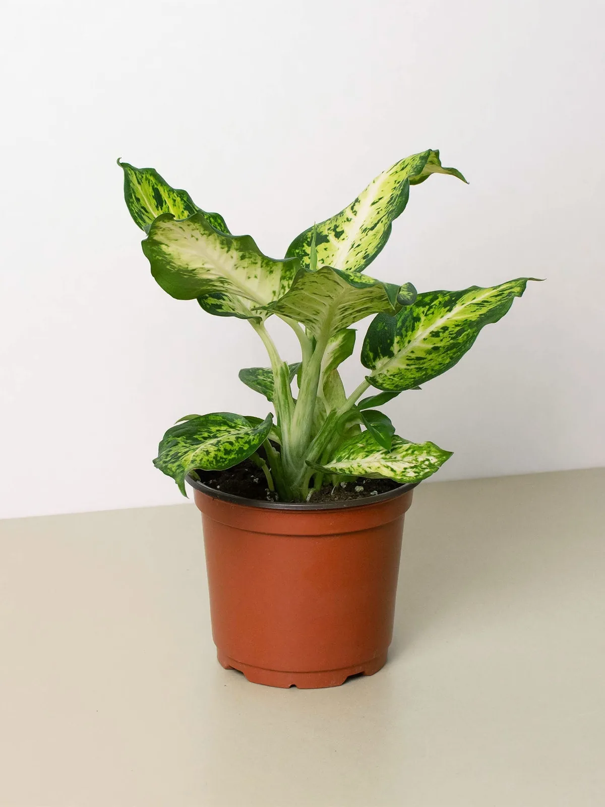 Dieffenbachia 