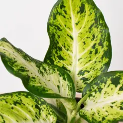 Dieffenbachia 'Amy' — additional view
