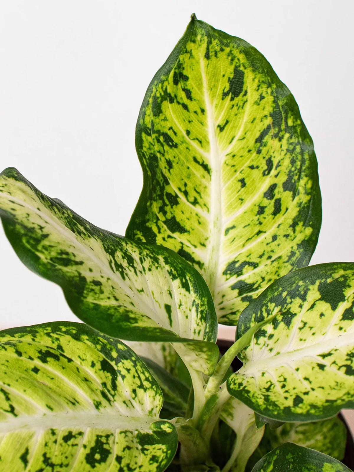 Dieffenbachia 