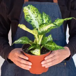 Dieffenbachia 'Amy' — additional view