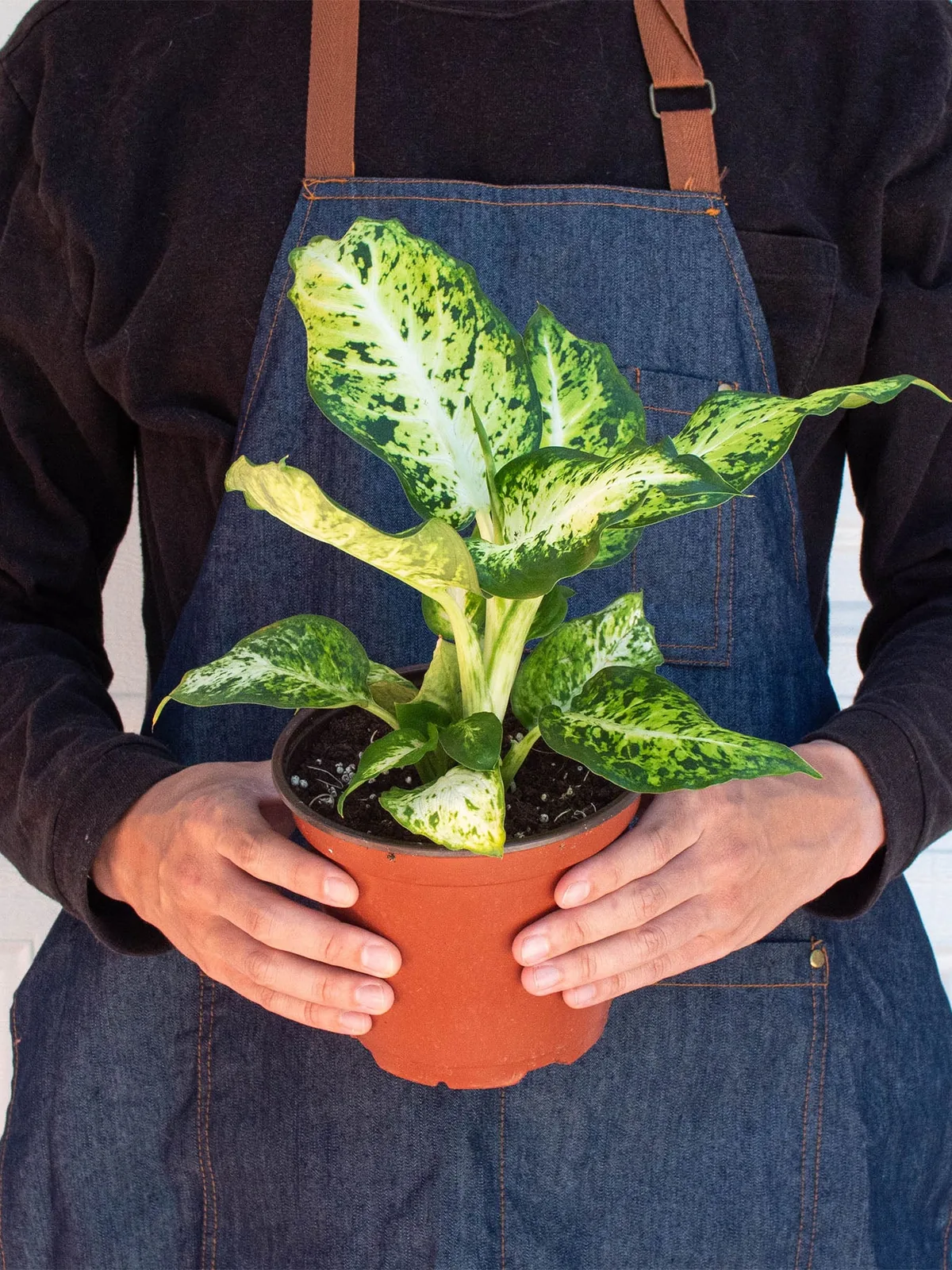 Dieffenbachia 