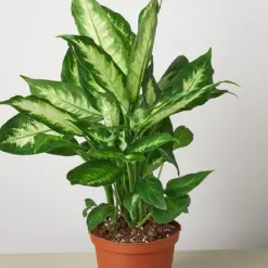 Dieffenbachia Camille houseplant