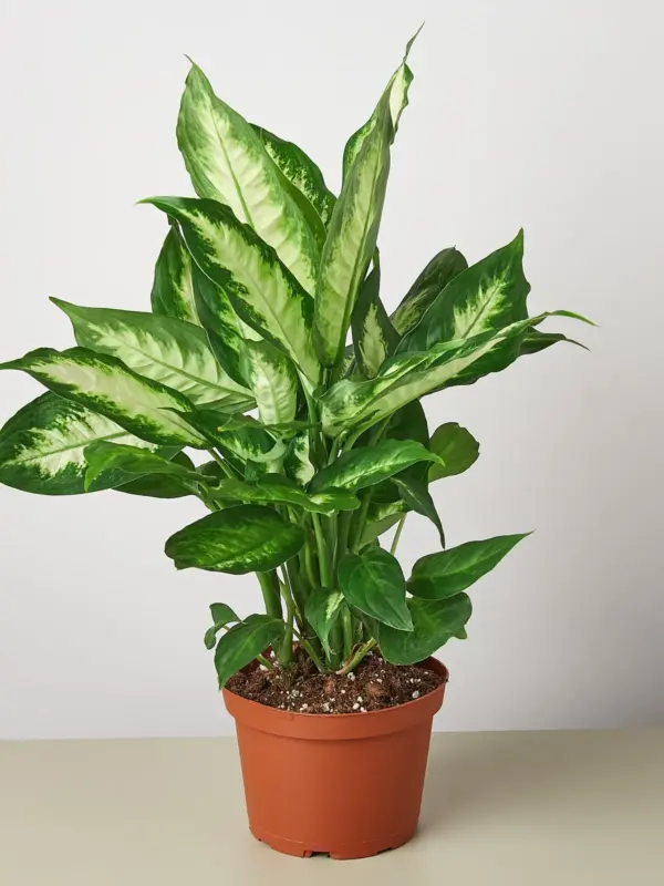Dieffenbachia Camille houseplant