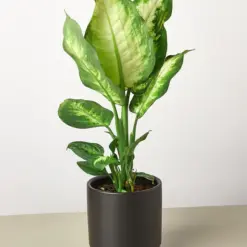 Dieffenbachia Camille — additional view