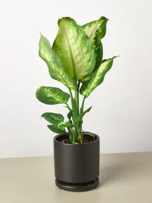 Dieffenbachia Camille — additional view
