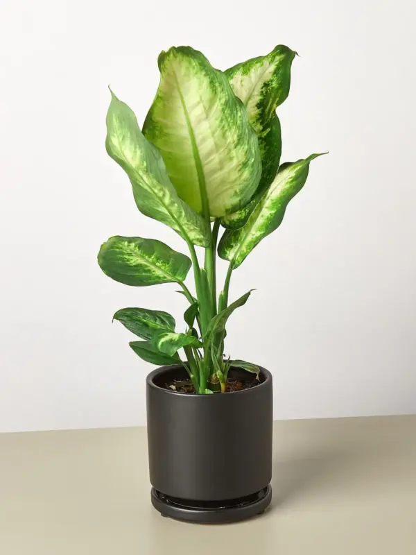 Dieffenbachia Camille — additional view