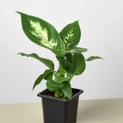 Dieffenbachia Camille — additional view