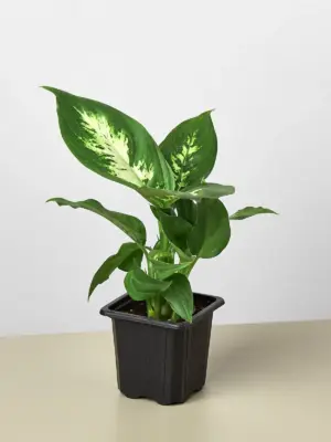 Dieffenbachia Camille — additional view