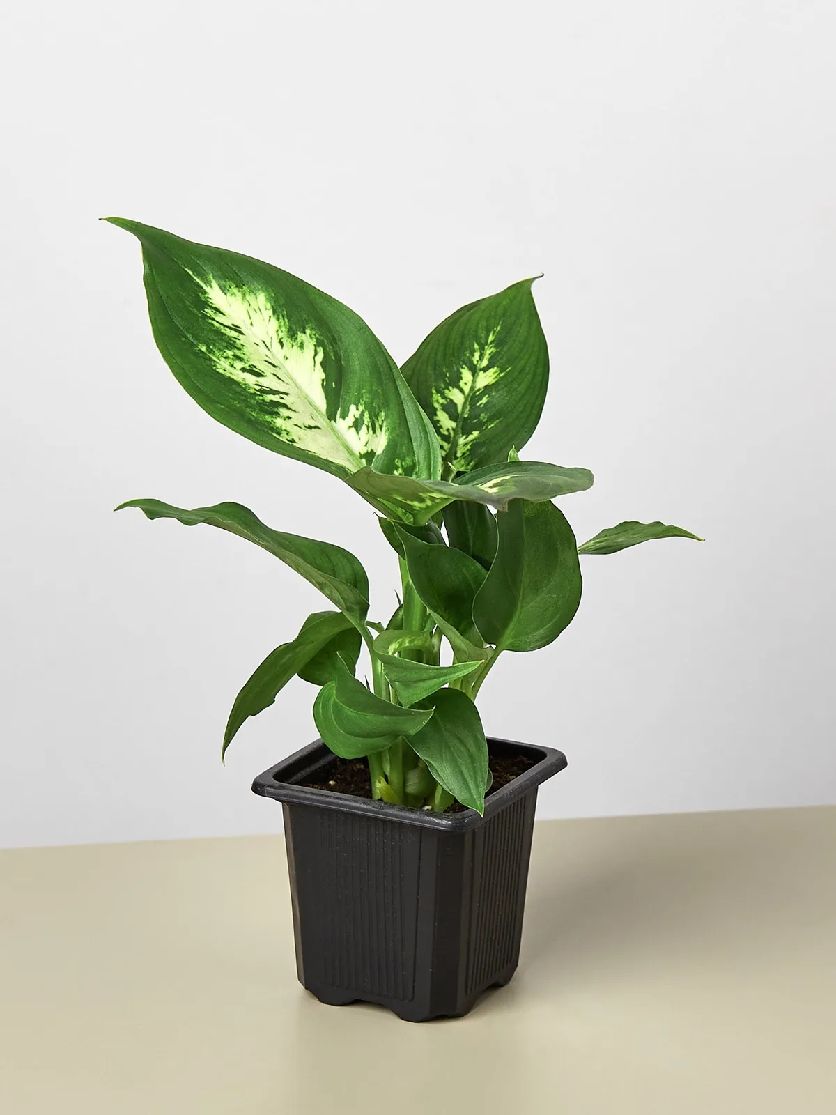 Dieffenbachia Camille — additional view