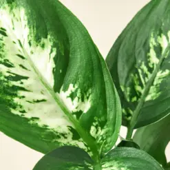 Dieffenbachia Camille — additional view