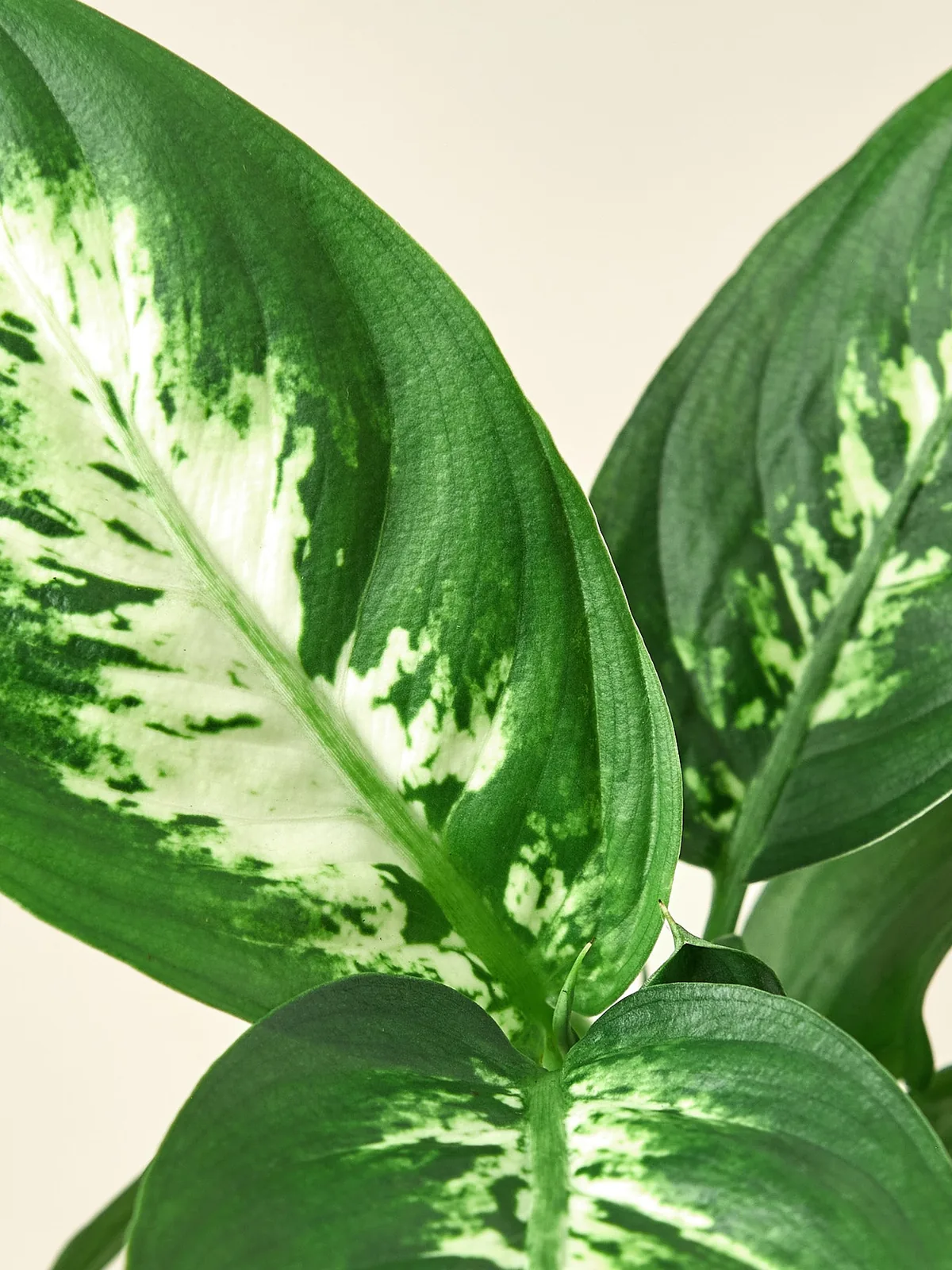 Dieffenbachia Camille — additional view
