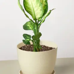 Dieffenbachia Camille — additional view