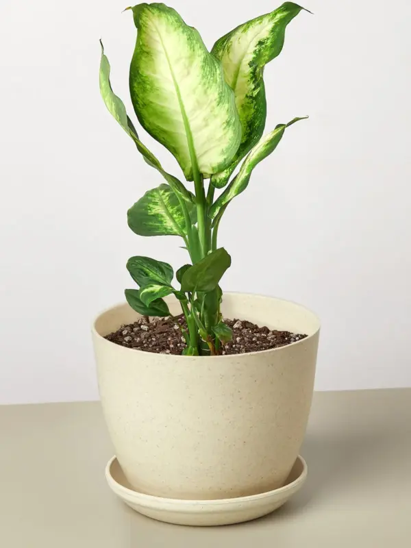 Dieffenbachia Camille — additional view