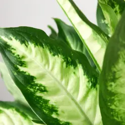 Dieffenbachia Camille — leaf detail close-up