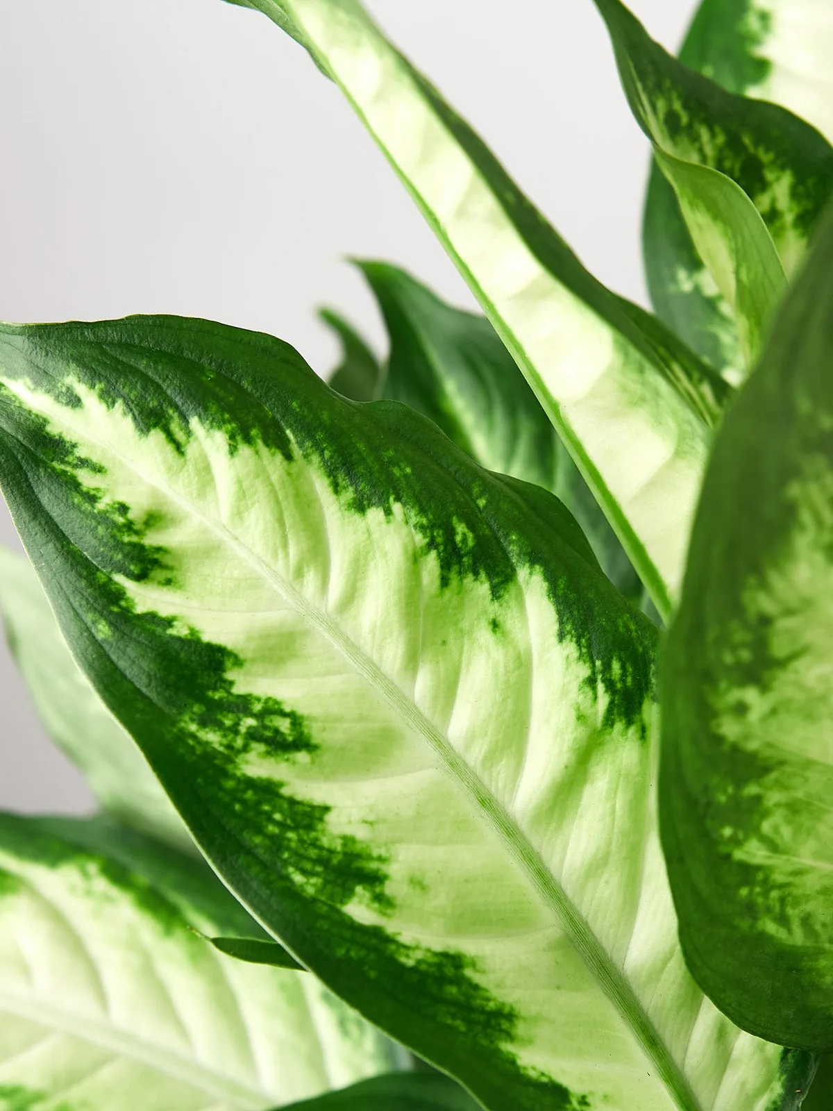 Dieffenbachia Camille — leaf detail close-up