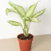 Dieffenbachia 'Camouflage' houseplant