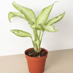Dieffenbachia 'Camouflage' houseplant