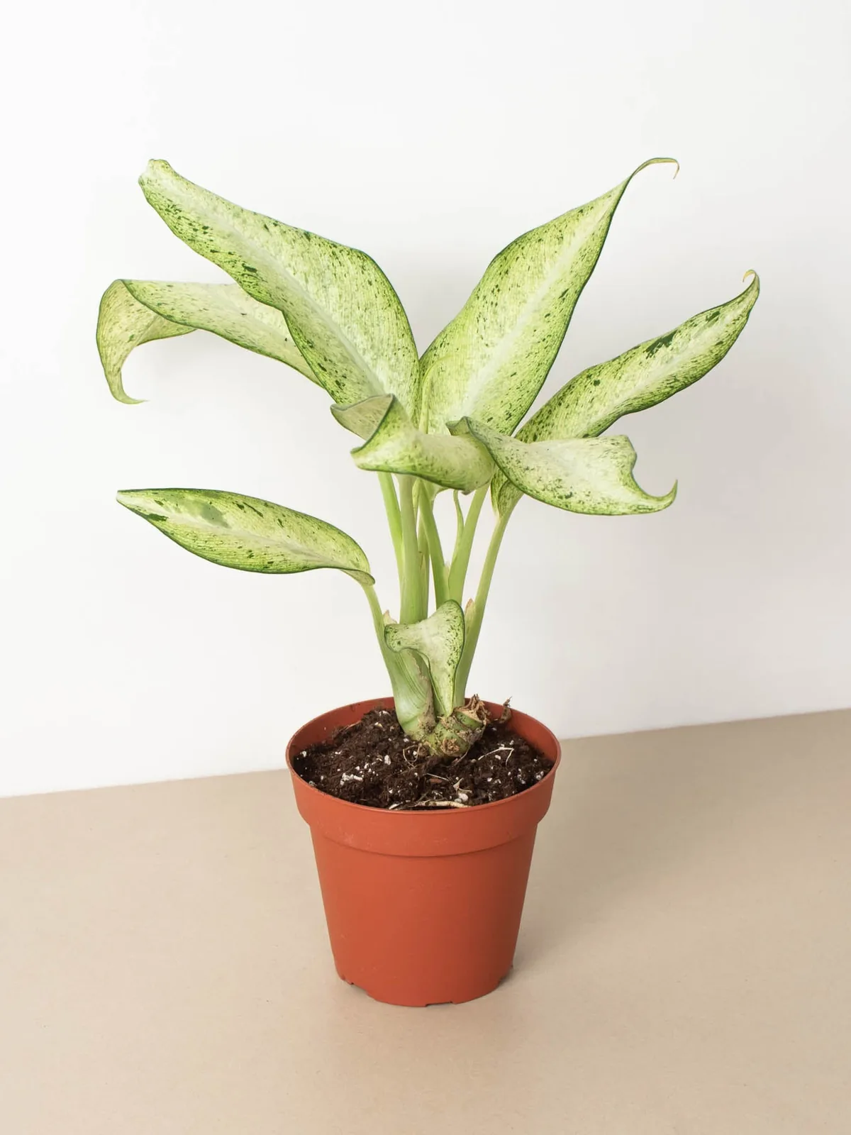 Dieffenbachia 