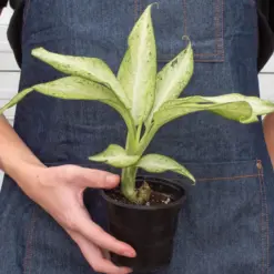 Dieffenbachia 'Camouflage' — additional view