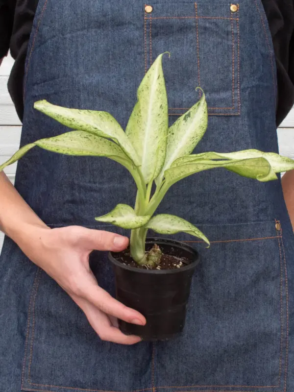 Dieffenbachia 'Camouflage' — additional view
