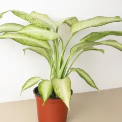 Dieffenbachia 'Camouflage' — additional view