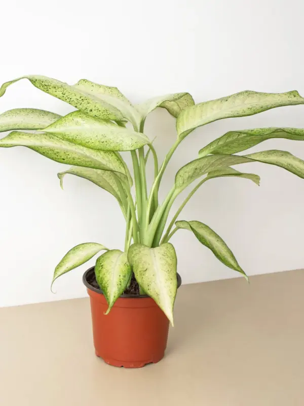 Dieffenbachia 'Camouflage' — additional view