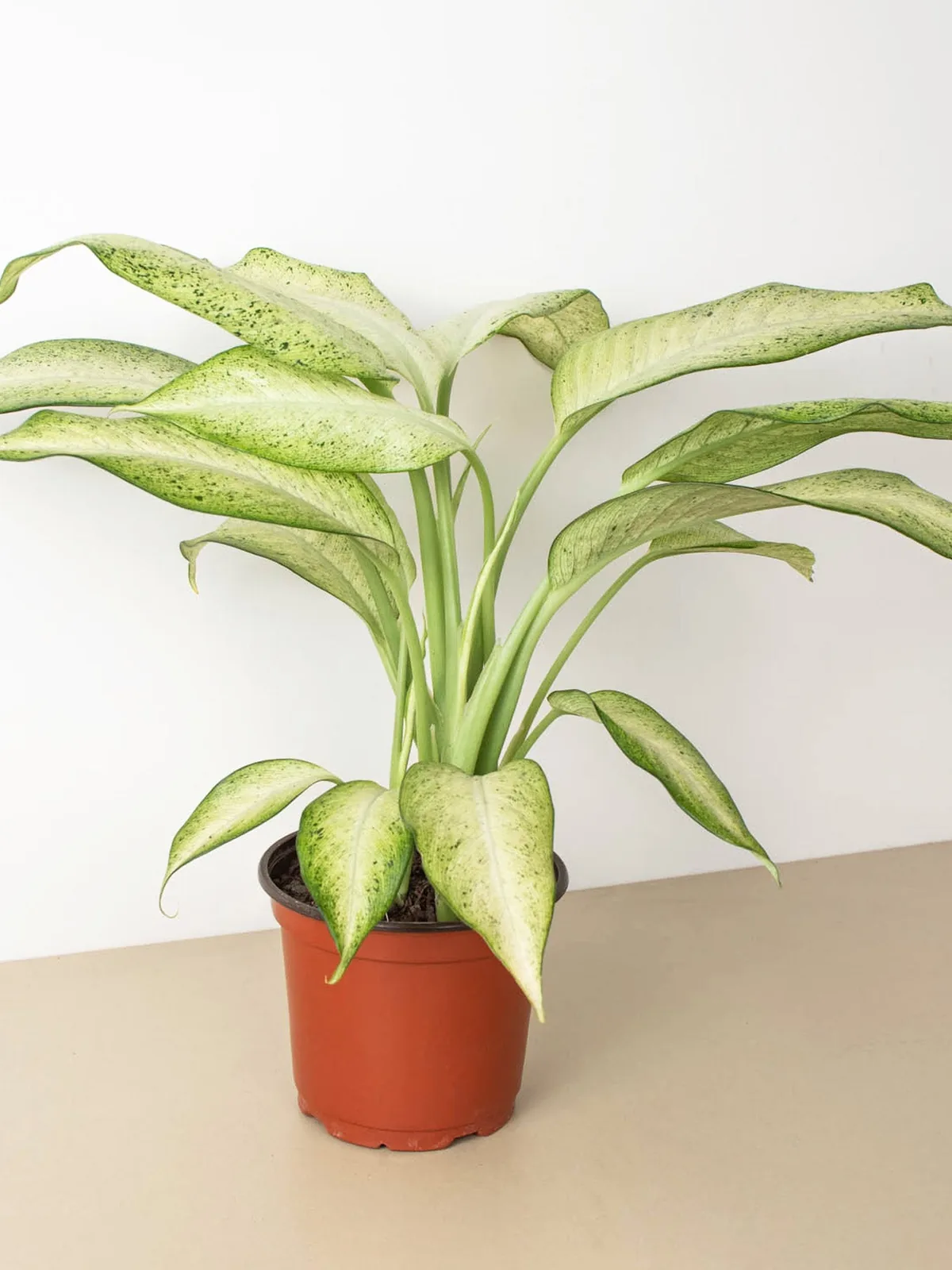 Dieffenbachia 