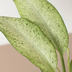 Dieffenbachia 'Camouflage' — additional view
