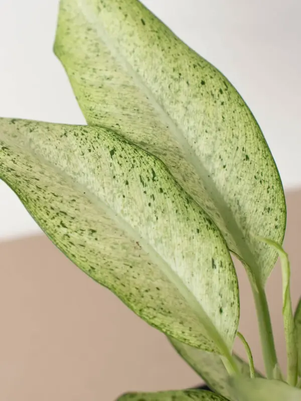 Dieffenbachia 'Camouflage' — additional view