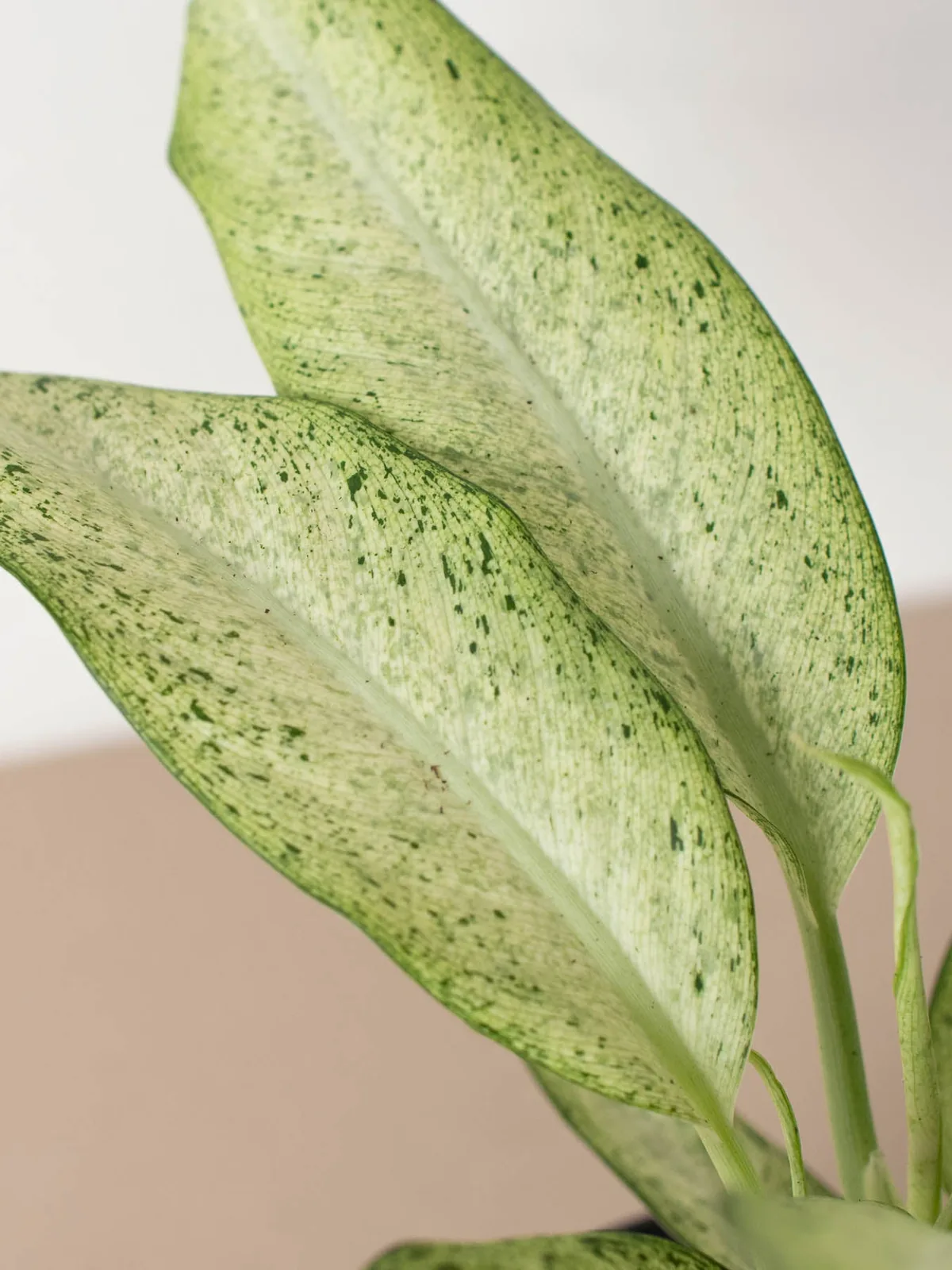 Dieffenbachia 