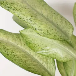 Dieffenbachia 'Camouflage' — additional view