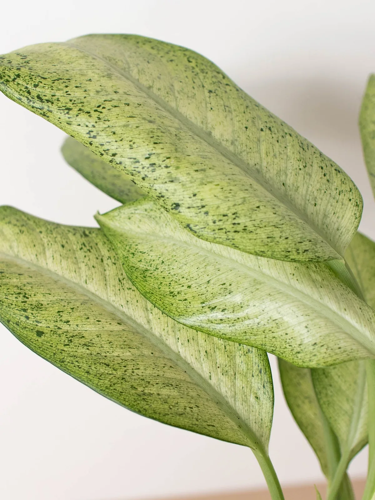 Dieffenbachia 